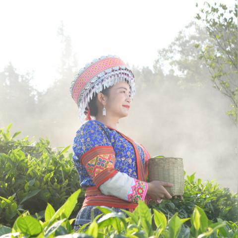 南宁市哪个地方有茶叶买