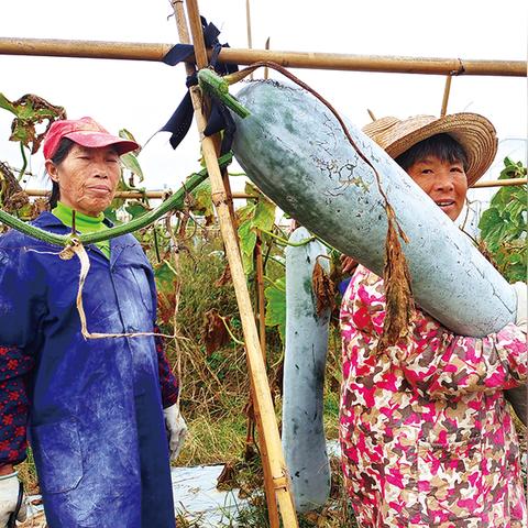 福建晋江永和镇有什么村