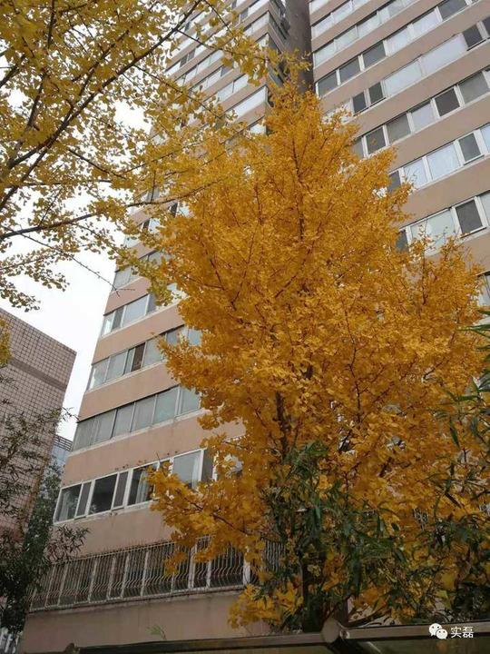 张天星：窗前有棵银杏树
