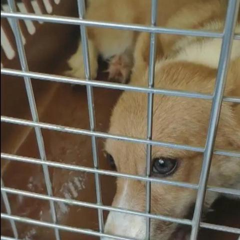 长沙 宠物店相关长尾关键词有哪些