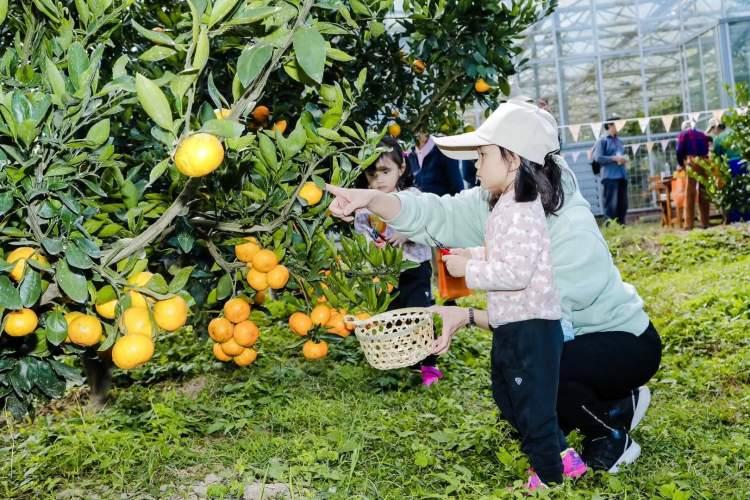 崇明柑橘種植手藝_長興島怎么出來的