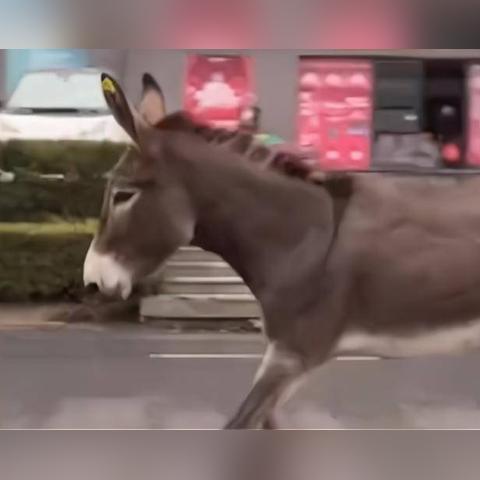 临沂市鲜驴的长尾关键词有哪些