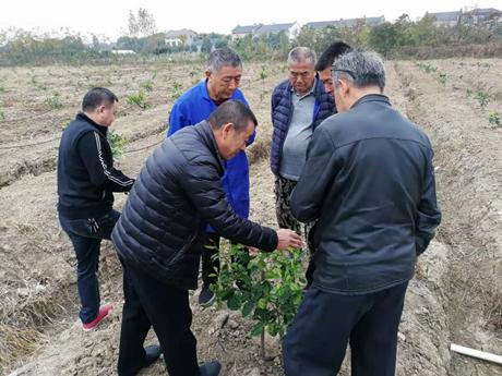 柑橘種植手藝培訓綱領(lǐng)_柑橘嫁接若何科學選擇砧木