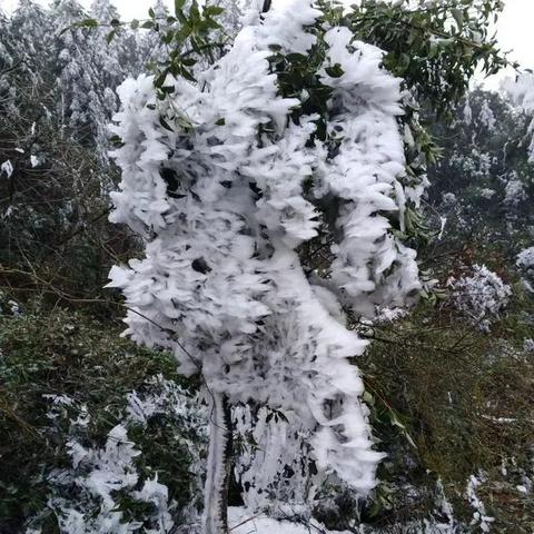 今年福建哪个地方下雪