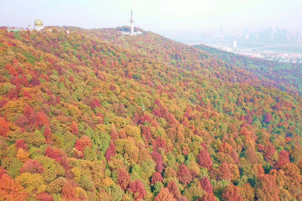 晴雨交替两匆匆打一生肖动物，答案诠释解释落实