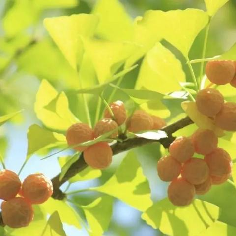 佛山市三水区特产有哪些