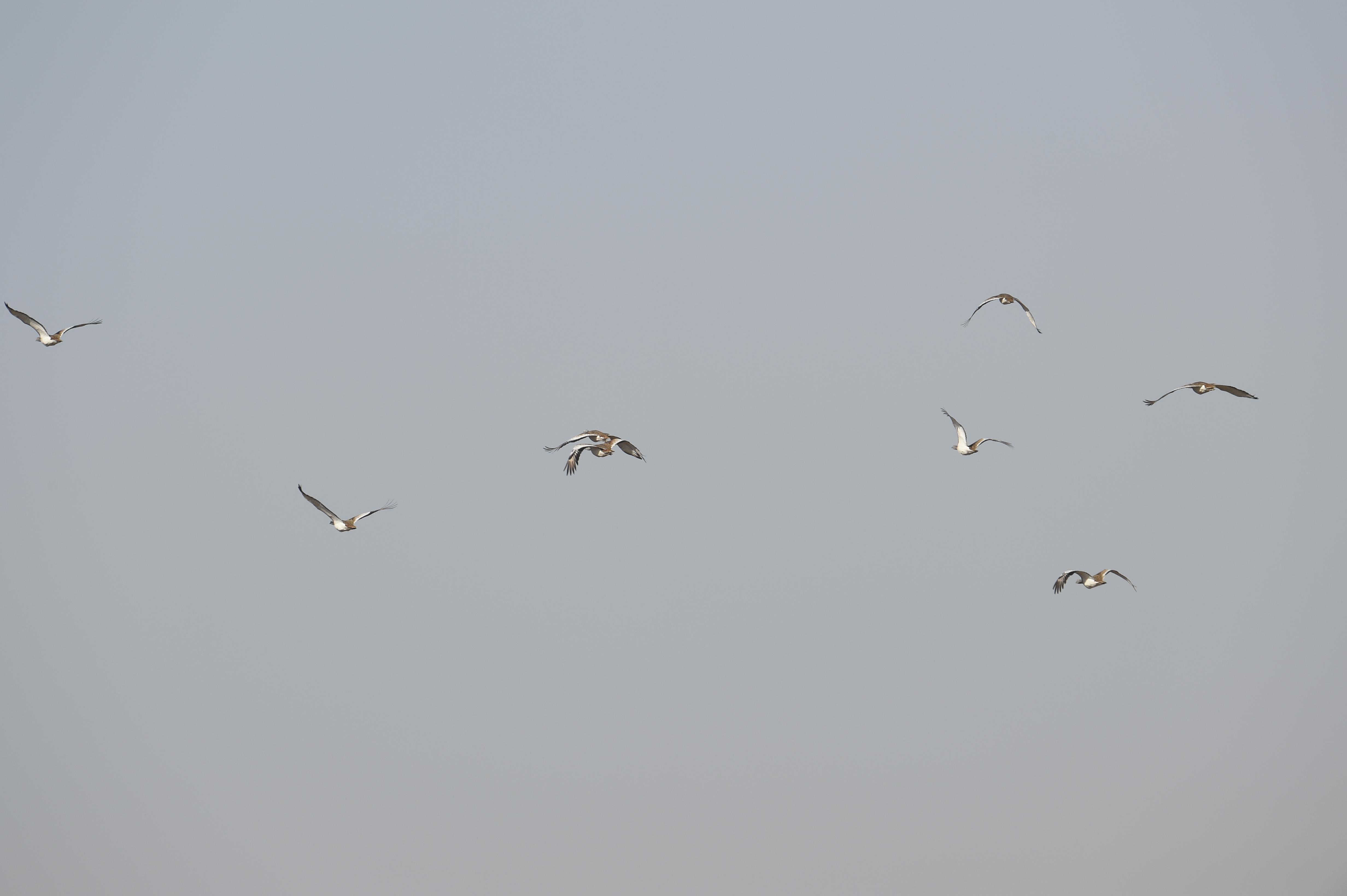 郑州新增
 （郑州新增272套抓拍设备）