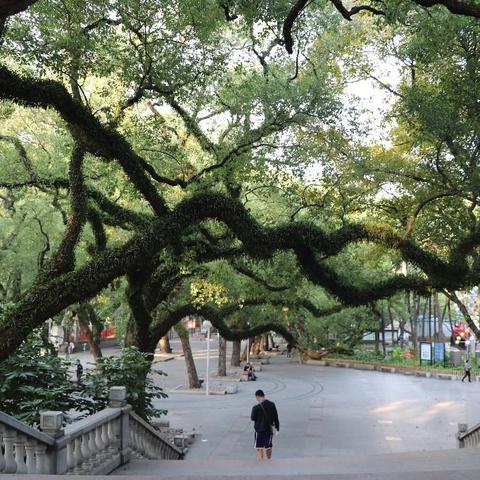 广东省佛山市香樟树基地的长尾关键词有什么