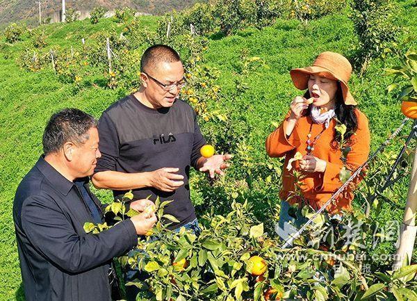 爱媛38号果冻橙种植技术（38号果冻橙）