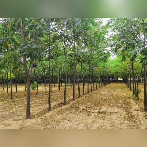 河南苗木市场怎么样