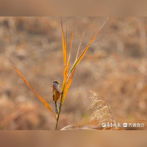 请问济南哪有卖鸟的？