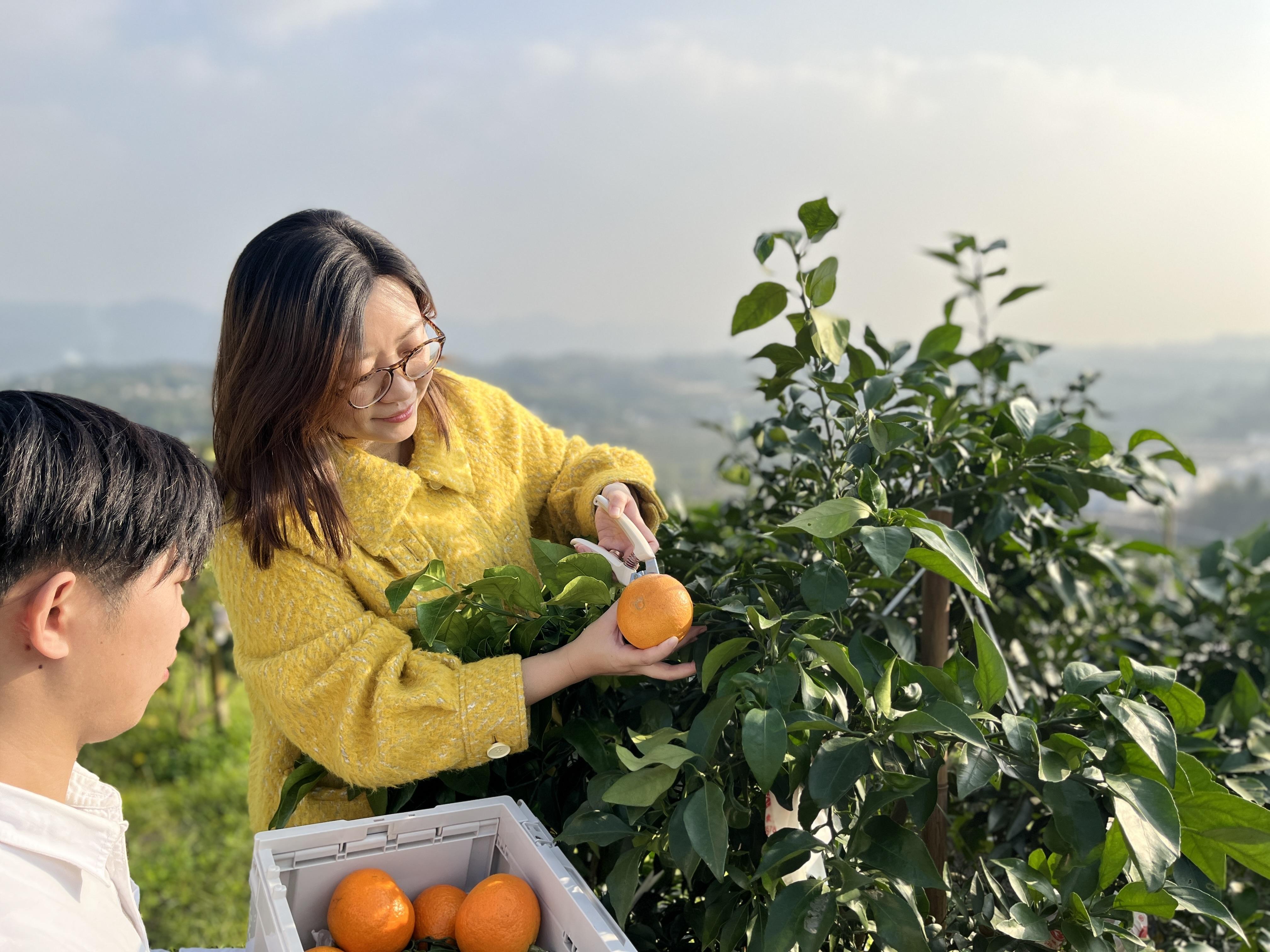 愛(ài)媛果凍橙苗種后幾年掛果_愛(ài)媛果凍橙種植耐幾度低溫