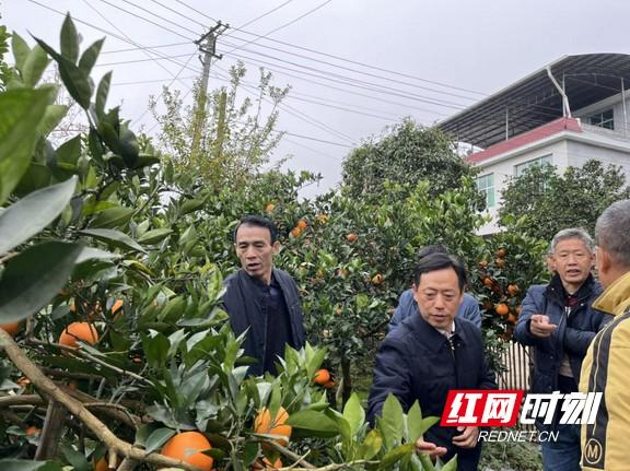 柑橘枝條怎么脫毒的呢_關(guān)于秭歸臍橙汗青