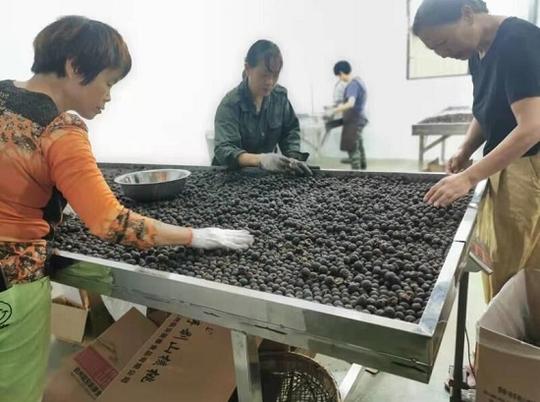 整村授信信用贷款这个做法让临安山核桃经营户增收了