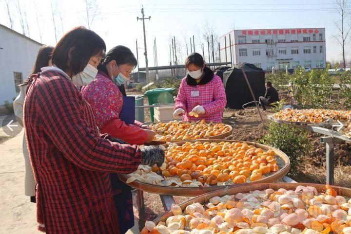 柑橘樹種植手藝圖解_怎么種植柑橘苗