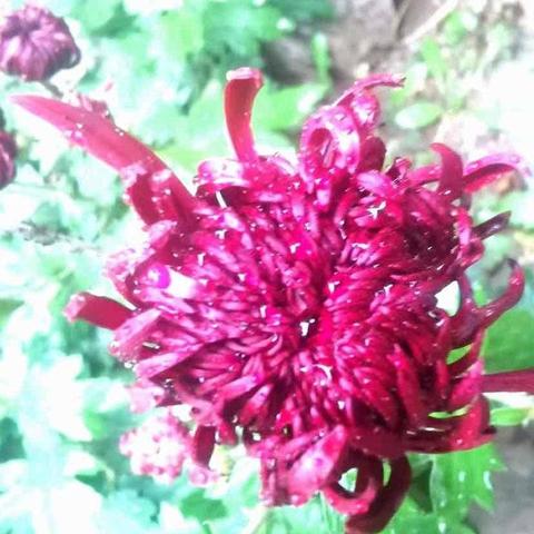 济南市五七上坟拿什么