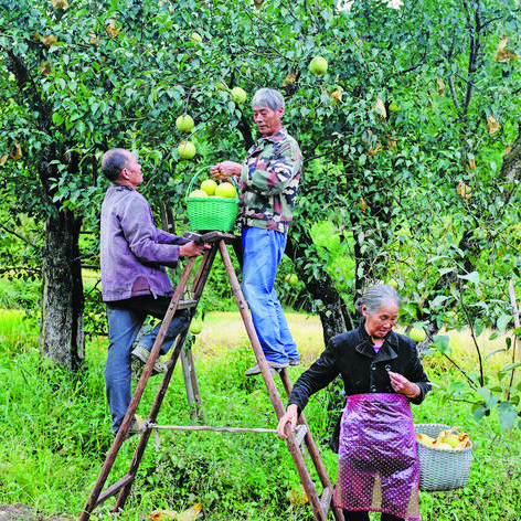 温州市蜜源植物大全的长尾关键词有什么