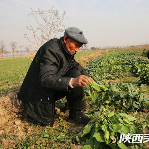 西安最大的农贸蔬菜批发市场有几个？