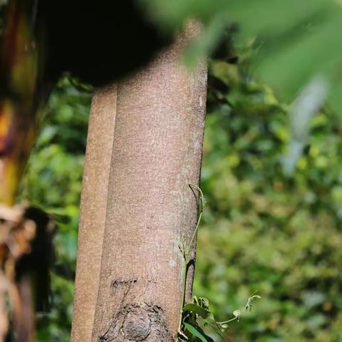 南宁高峰林场的相关长尾关键词有哪些