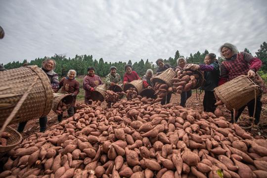 打造丘区现代农业样板四川资阳这个村盘活撂荒地做红薯文章