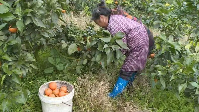 柑橘豐收種植手藝_怎么做才氣把橘子銷售進來