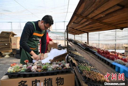 90后创业青年扎根乡村养多肉植物立志成为多肉大王