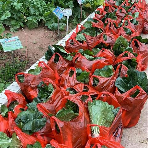 东莞市哪里有批发蔬菜的