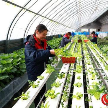 保定市城市农场的长尾关键词有什么