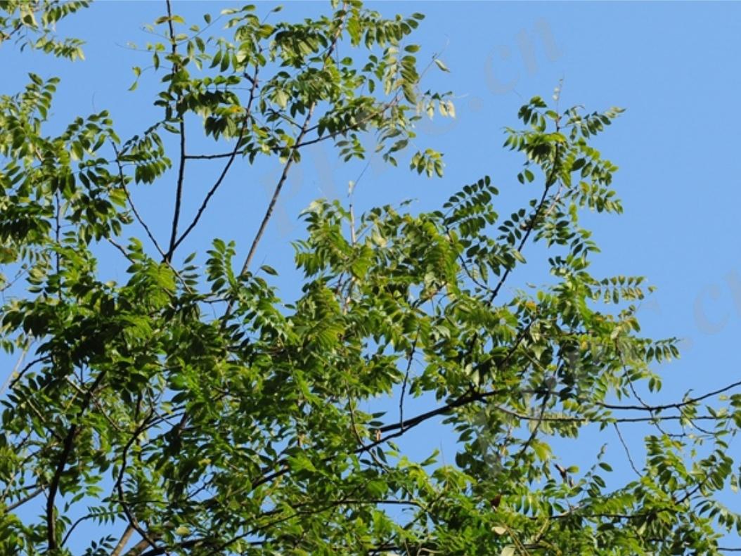 朴树图片植物叶子,朴树盆景修剪时间与方法?