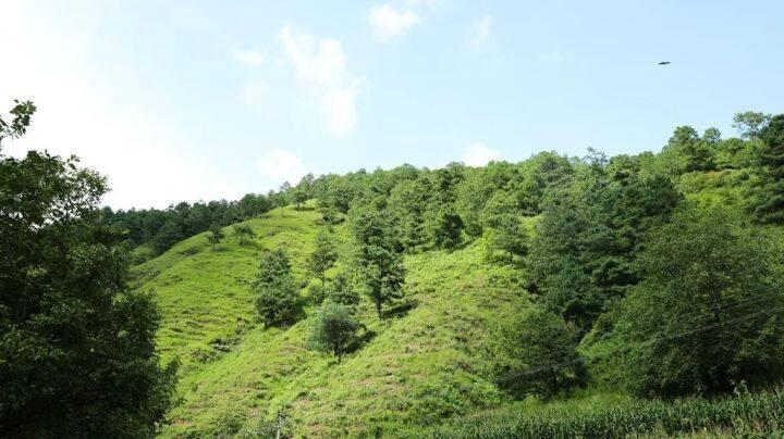 草原与草业论文格式北方农民种什么最挣钱