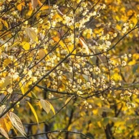 成都市区冬日公园在哪里