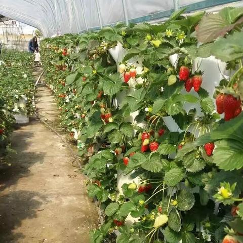 南宁优质草莓苗幼苗的相关长尾关键词有哪些