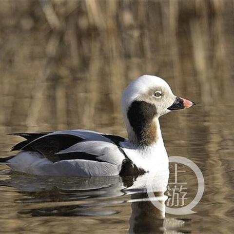 重庆核心区房价多少的长尾关键词有什么