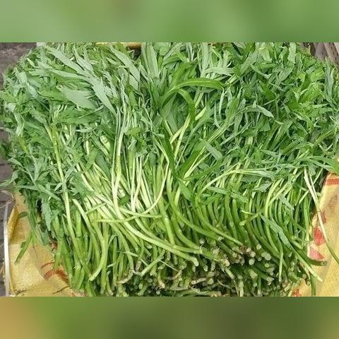 武汉菜薹价格的长尾关键词有哪些