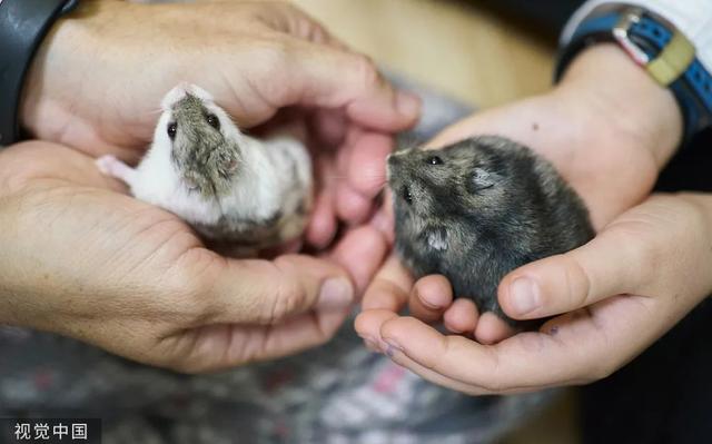 孩子被孩子咬需要打狂犬疫苗吗
