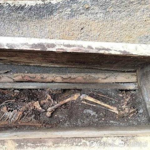 济南特色植物？