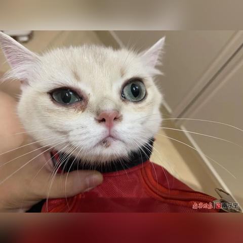 南宁有哪家宠物医院比较好？