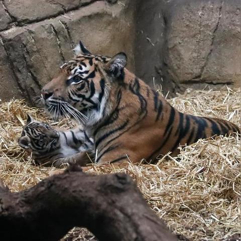 虎年运势生肖鸡运势(属虎鸡2021年运势及运程)