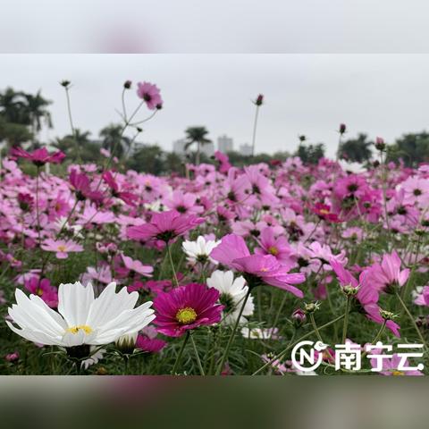 从西藏怎么回南宁市高铁