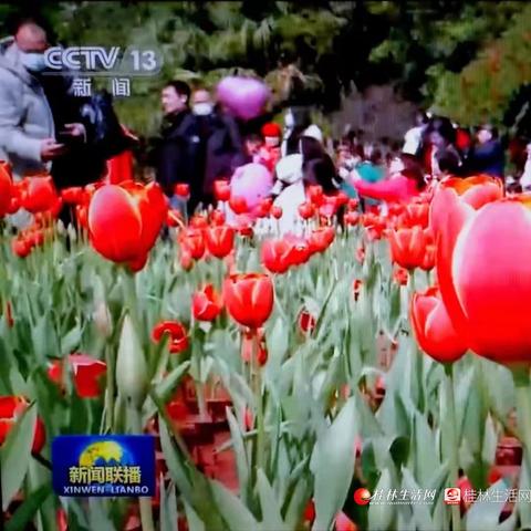 桂林市园林局在什么街
