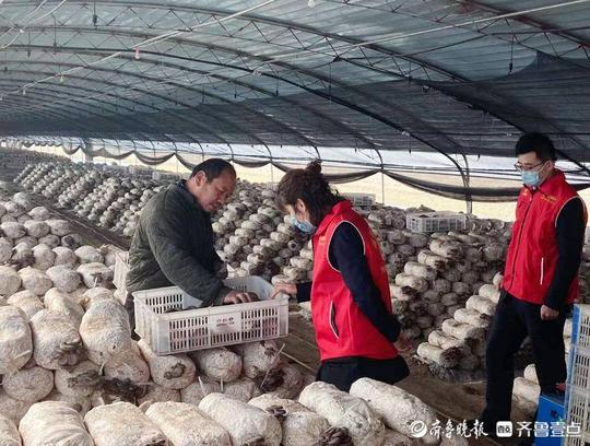 小蘑菇撑起“致富伞”,茌平农商银行助力好青年返乡创业圆梦