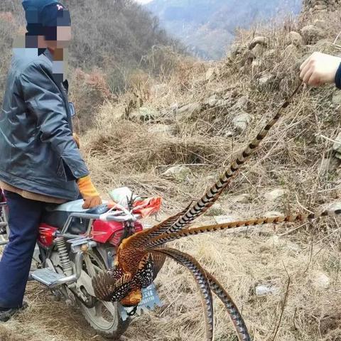 河南那家治的相关长尾关键词有哪些