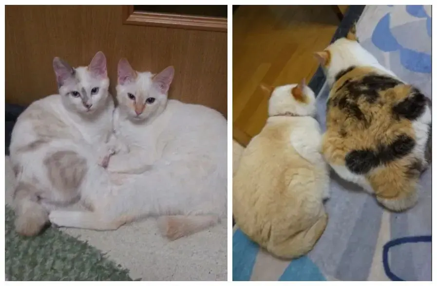 开盲盒了吗 盲盒从了吗