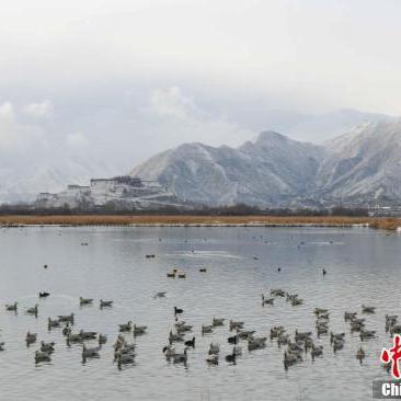 为什么拉萨降雪少