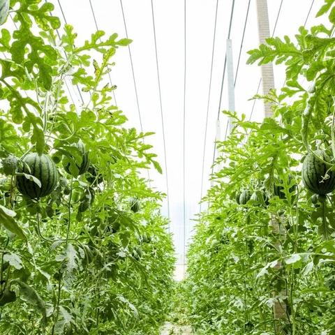 潍坊市农林生物公司的长尾关键词有什么