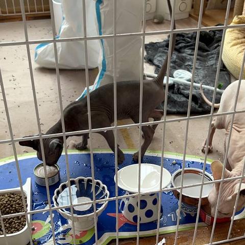 成都市锦城世家最新房价的长尾关键词有哪些