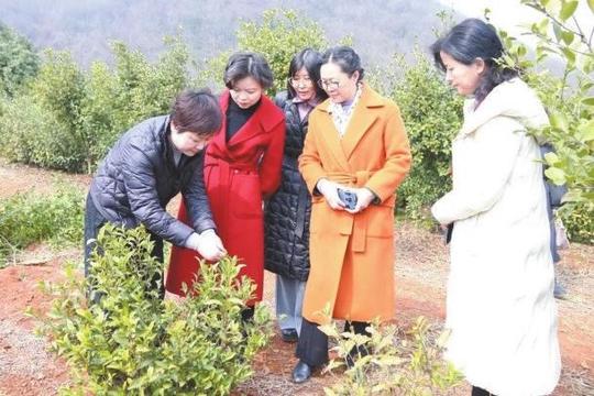 “小茶叶”托起创业希望，“循环金”助力乡村振兴