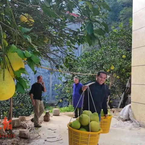 桂林那些地方产柚子最多？