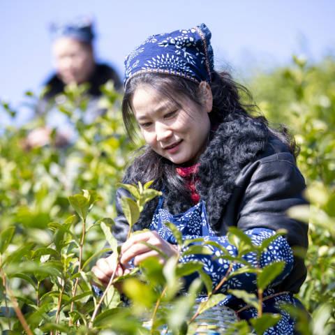 乌牛天气的长尾关键词有什么