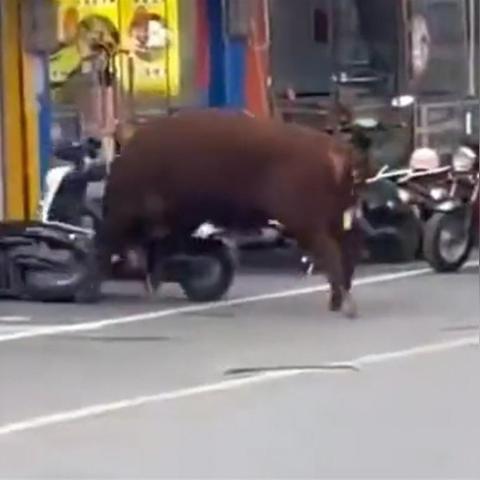 南宁市屠宰场报告怎么写